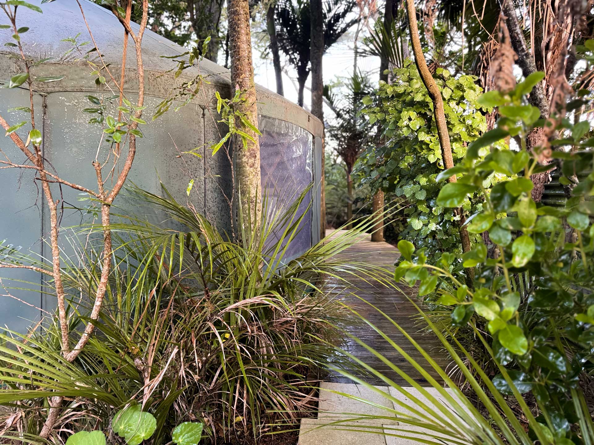 Surrounding forest or walking track